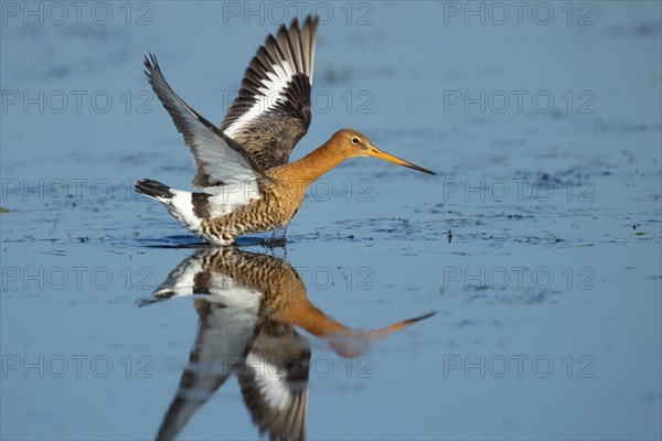 Black-tailed Godwit