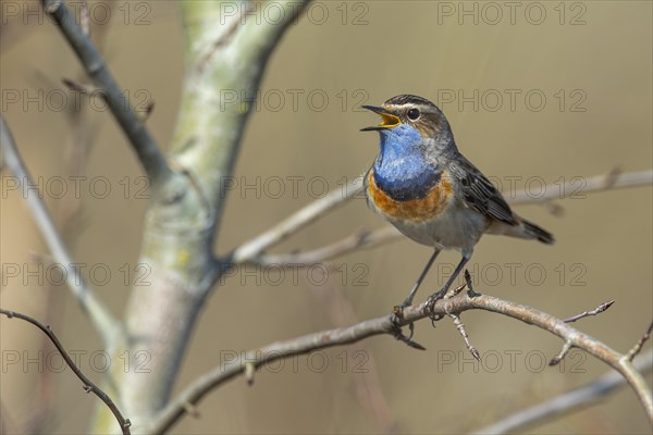 Courting bluethroat