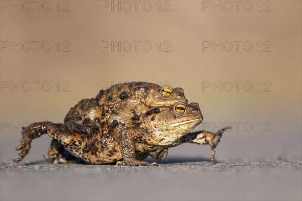 Female common toad