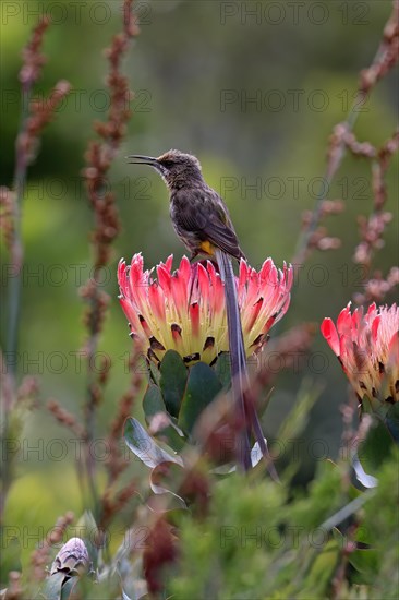 Cape sugarbird