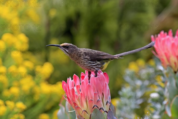 Cape sugarbird