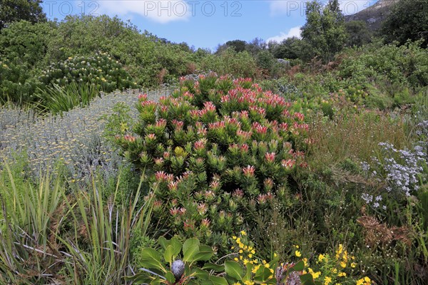 Protea Mimetes fimbrifolius