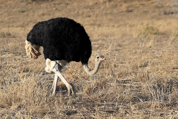 South African ostrich