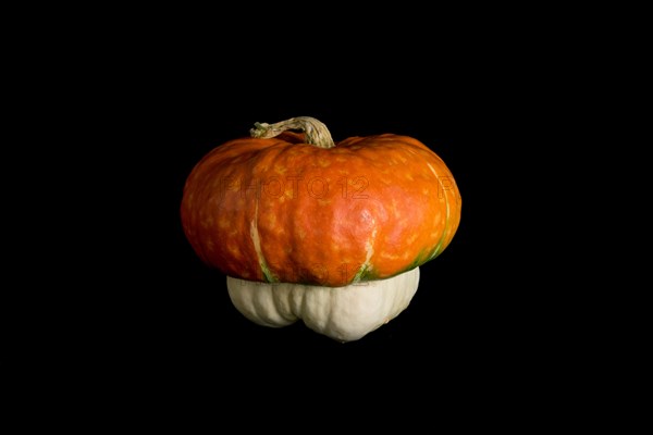 Colorful pumpkin on a black background. In studio