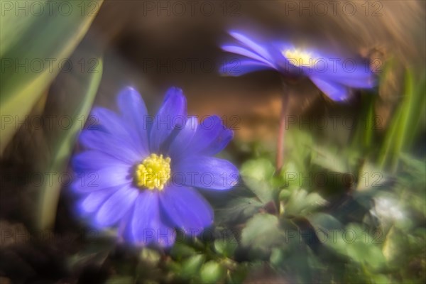 Blue grecian windflower