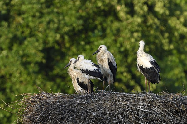 White Stork