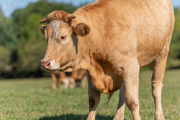 Cow portrait in a pasture in summer. Doubs