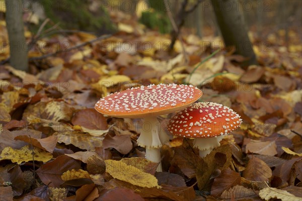 Two fly agarics