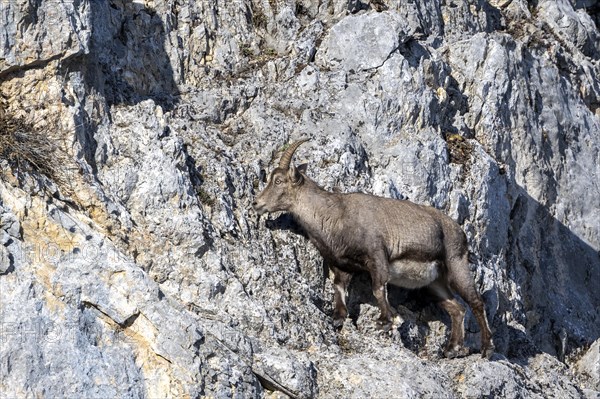 Alpine ibex