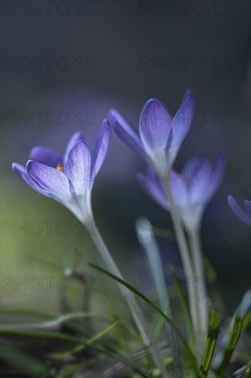 Purple spring crocus