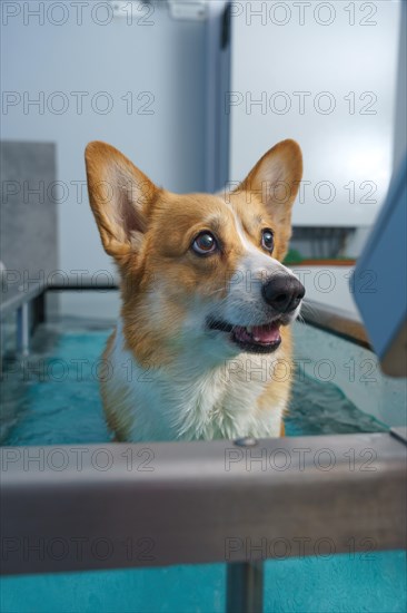 Dog rehabilitation on a water treadmill. animal health