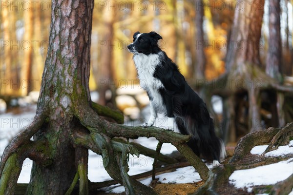 A Border Collie dog poses and shows various tricks in a somewhat wintery setting. Little snow