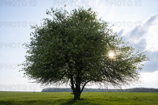 European pear