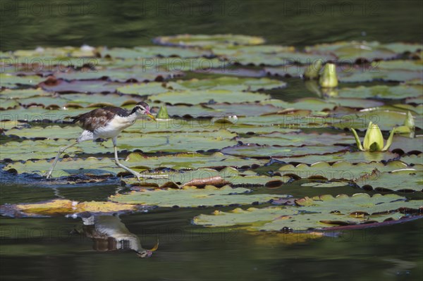 Juvenile Wattled Jacana