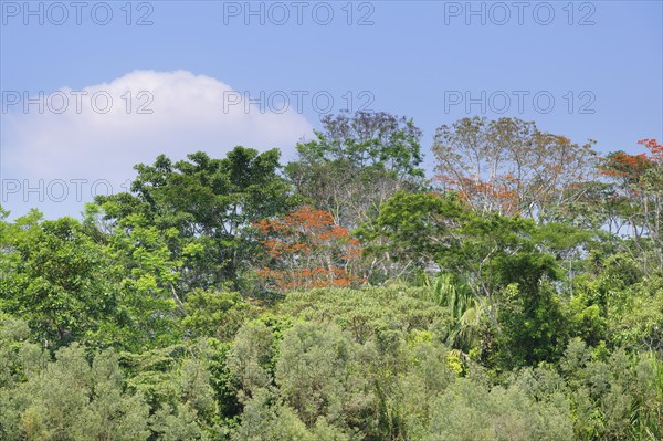 Amazon Tropical rain Forest with Pink Ipe Tree