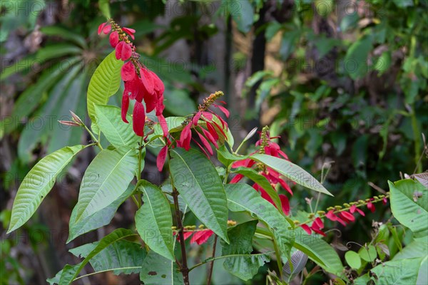 Vegetation in the Tropical Cloud Forest