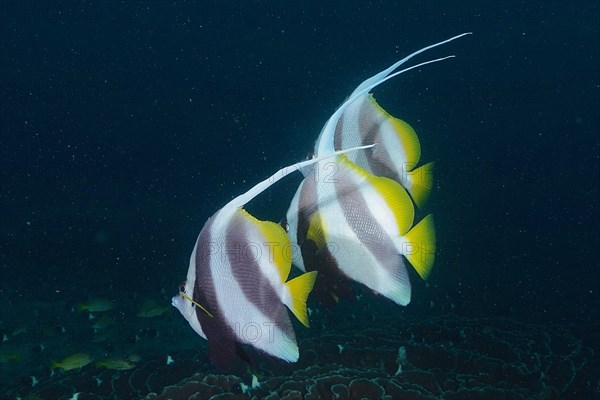 Group of pennant coralfish