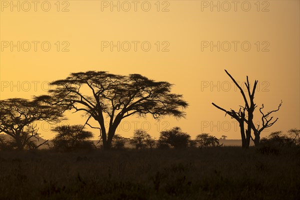 Umbrella thorn acacias