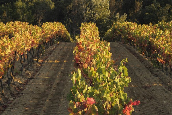 Vineyards in autumn