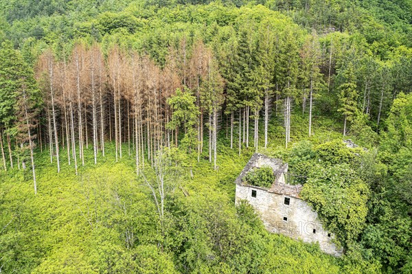 Forest area with dying conifers