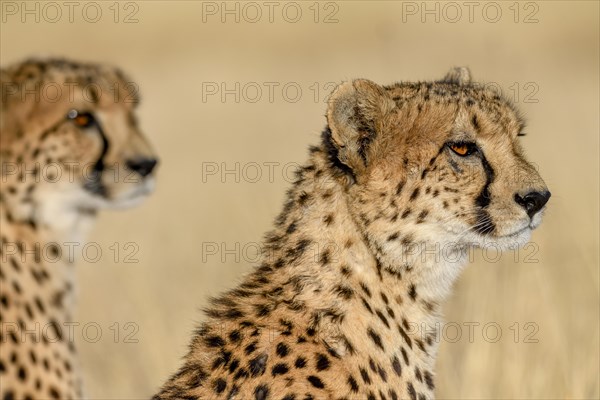 Two cheetahs