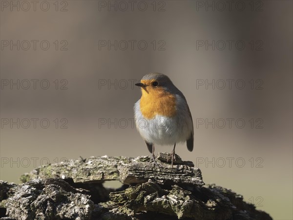 European robin