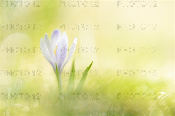 Spring crocus