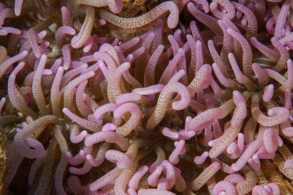 Close-up of tentacles of sea anemone Corkscrew anemone