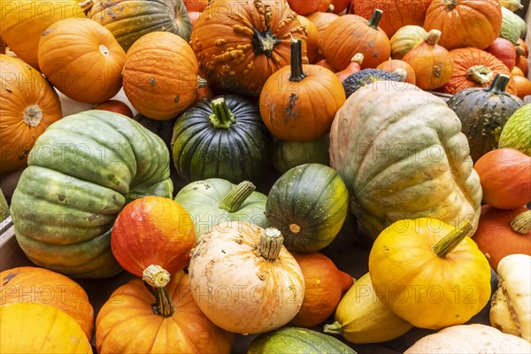 Pumpkin exhibition in the Bluehende Barock