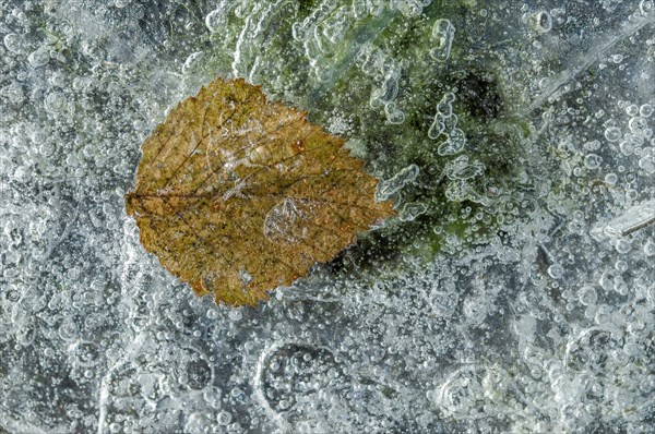 Bubbles with a tree leaf caught in ice formed on a river during an icy winter. Alsace
