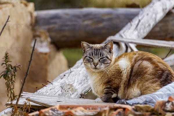 Stray cat lying sleeping on a rooftop