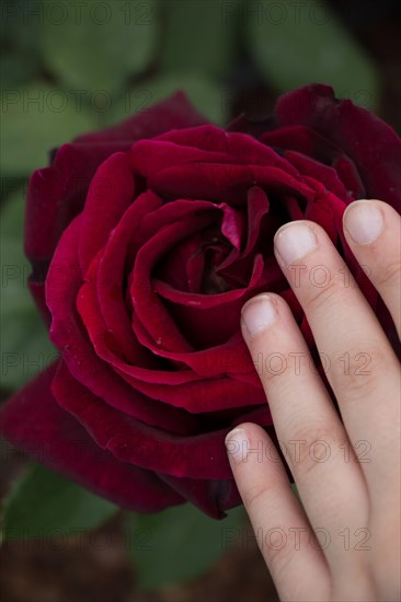 Hand holding a colorful Rose Flower