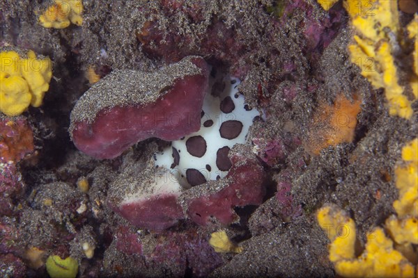 Leopard snail