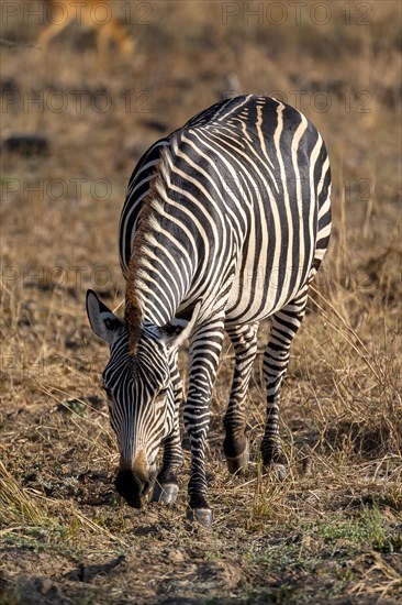 Plains Zebra of the subspecies crawshay's zebra