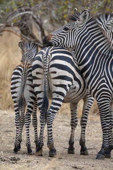 Plains Zebra of the subspecies crawshay's zebra