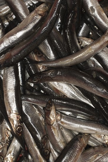 Anchovies