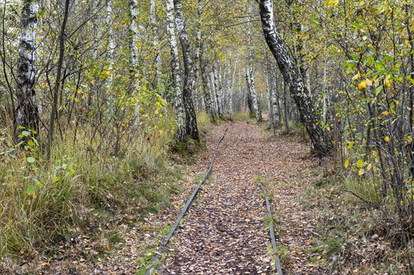 Autumn in the Kendlmuehlfilzen high moor