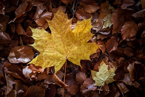 Yellowish coloured maple leaf