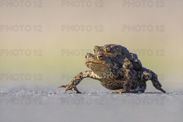 Female common toad