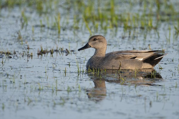 Gadwall