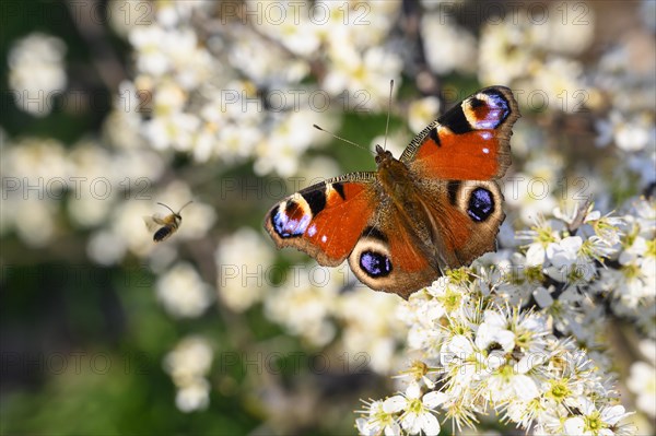 Peacock butterfly