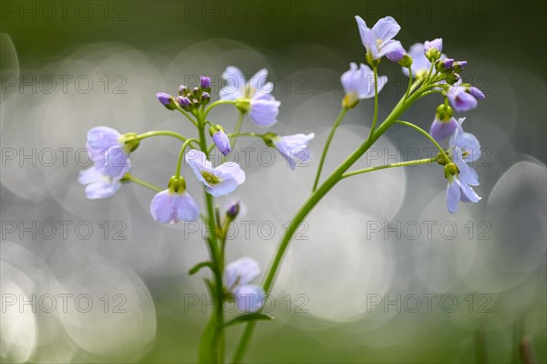 Meadow foamwort