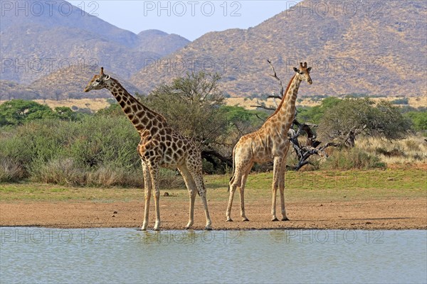 Southern giraffe