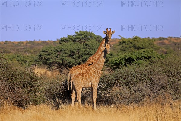 Southern giraffe