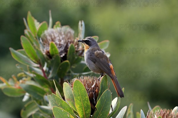 Cape robin-chat