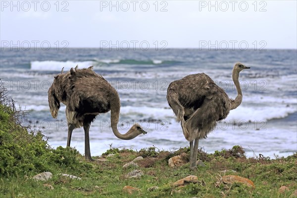 South African ostrich