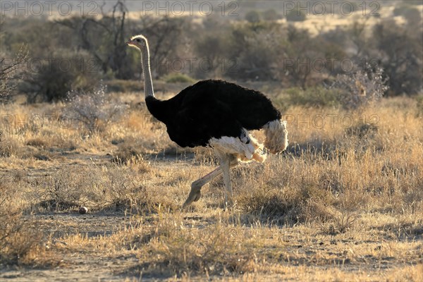 South African ostrich