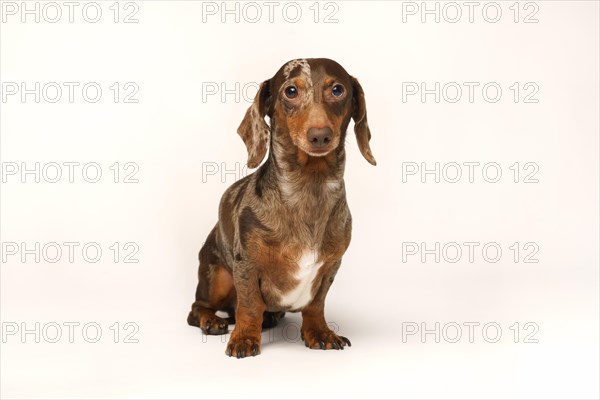 Miniature rabbit dachshund