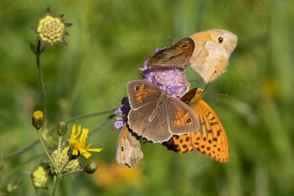 Large bulls eye five moths with open and closed wings sitting on purple flower different vision