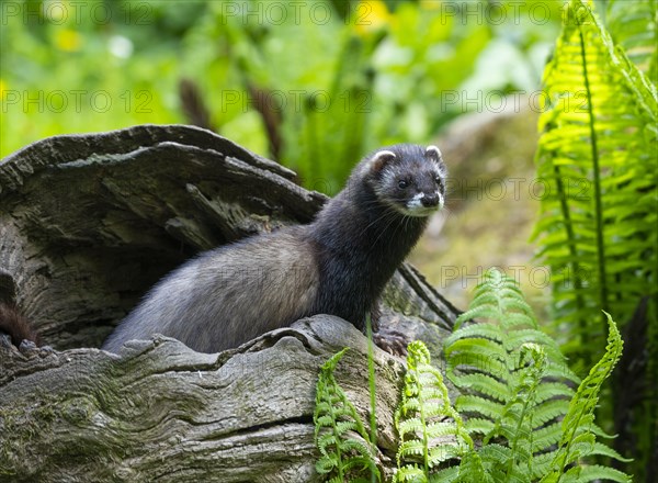 European polecat